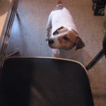 Rocco, my constant kitchen companion.