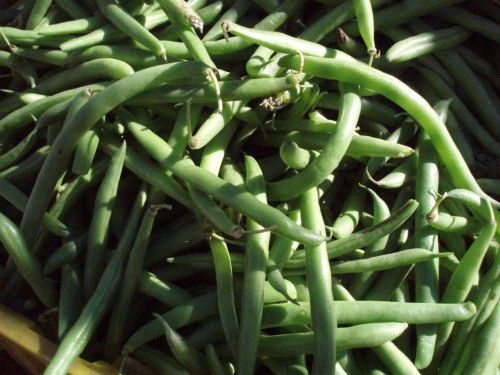 green beans green beans, haricots verts, pickles
