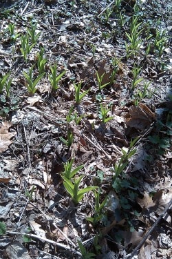 daylily foraging
