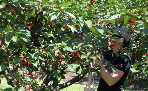 me in cherries