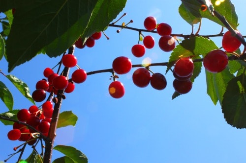 sour cherries 1 sour cherries, pick your own