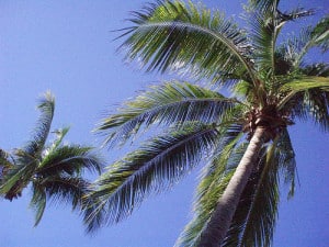 florida palm trees