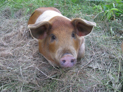 Bringing Home the Bacon: Pig Farming in Maine