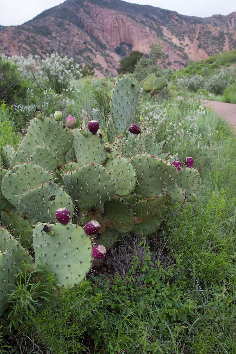prickly pear cactus in Big Bend National Park, Texas